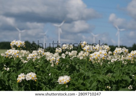 A field of potatoes in full bloom with wind turbines in background.