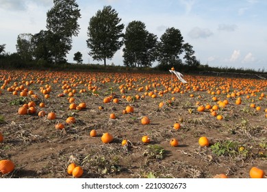 
A Field Of Pumpkins, Öland Sweden