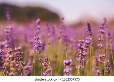 field of purple colored lavender angustifolia plant in summer afternoon - Shutterstock ID 1632337570