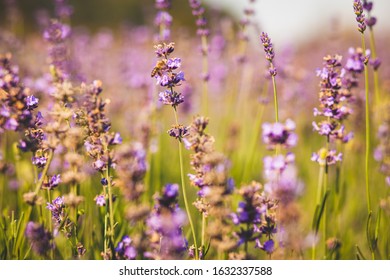 field of purple colored lavender angustifolia plant in summer afternoon - Shutterstock ID 1632337588