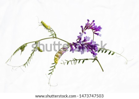 Similar – Wild flower pattern on white background