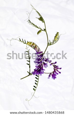 Similar – Wild flower pattern on white background