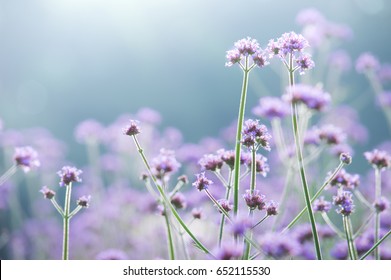 Field Of Purple Flowers.
