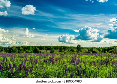 Field with purple lupins and dramatic clouds in the sky on a summer sunny day.