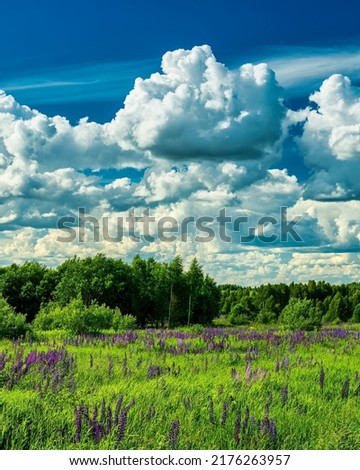 Field with purple lupins and dramatic clouds in the sky on a summer sunny day.