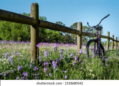 A Field Of Purple, Pink, Orange And White Flowers With A Split Rail, Wooden Fence And A Vintage Purple Beach Cruiser Bicycle With A Wire Bike Basket On A Sunny, Blue Sky Day.