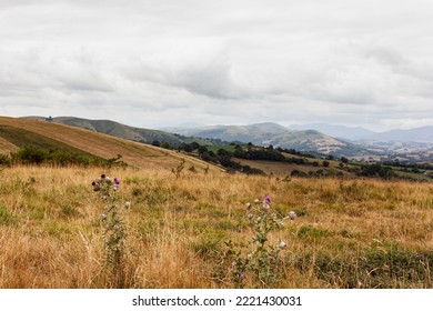 Field With Purple Thorny Thistle Flowers At The Summer Season, France