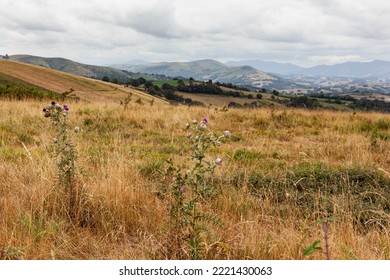 Field With Purple Thorny Thistle Flowers At The Summer Season, France