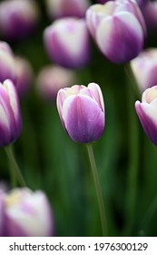 Field Of Purple Tulips With A White Border