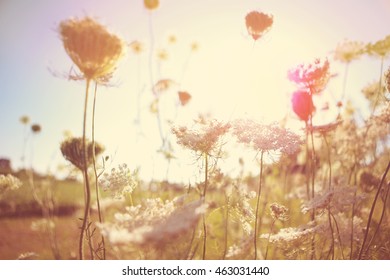 Field of Queen Anne's Lace, meadow wildflowers, shallow focus, Instagram image - Shutterstock ID 463031440