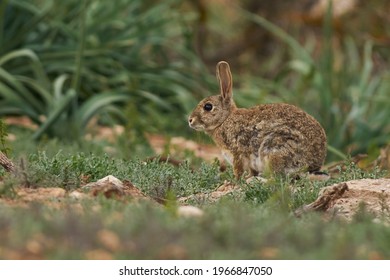 field rabbit (Oryctolagus cuniculus) in a green meadow of wild grass in Humilladero, Malaga province. Andalusia, Spain. - Shutterstock ID 1966847050
