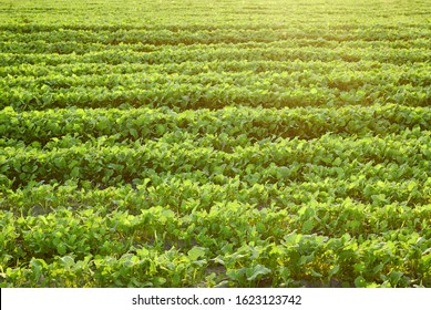 Field of rape in the backlit lights of setting sun, agrarian sideration process. Background, texture, copy space, closeup. Bio agriculture and farming concept