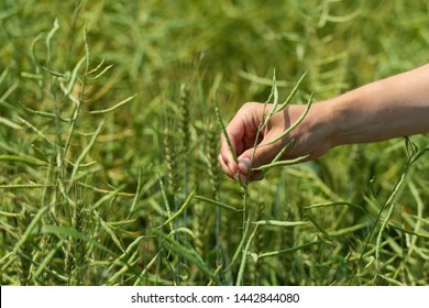 field of rape with sky