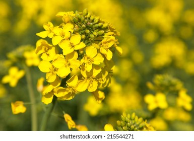 field of rapeseed with beautiful cloud - plant for green energy 