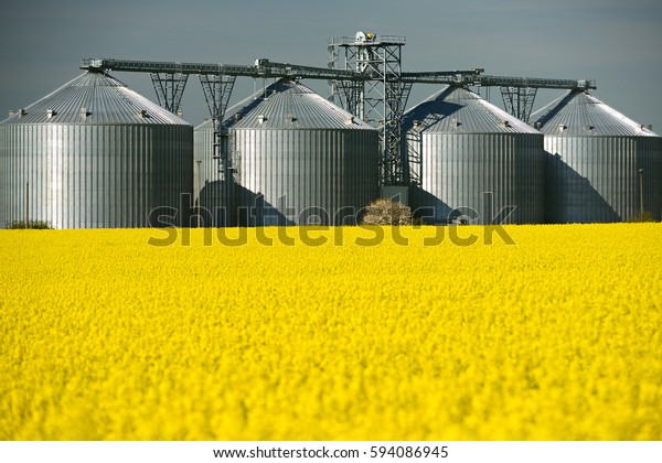 Field of\
Rapeseed blossoming, a grain Silo\
behind