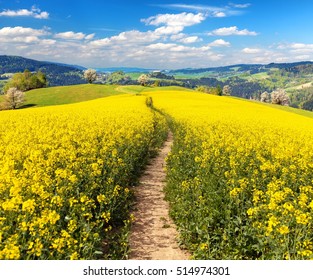 Field of rapeseed, canola or colza in Latin Brassica napus with rural road and beautiful cloud, rapeseed is plant for green energy and green industry, springtime golden flowering rapeseed field