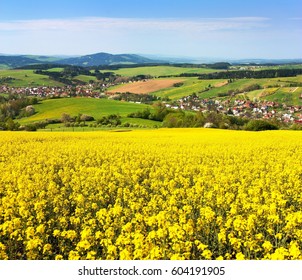 Field of rapeseed, canola or colza in Latin Brassica napus with beautiful cloud, rape seed is plant for green energy and green industry, springtime golden flowering field