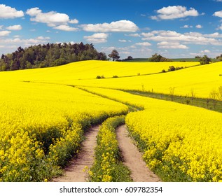 Field of rapeseed, canola or colza in Latin Brassica napus with rural road and beautiful cloud, rapeseed is plant for green energy and oil industry, springtime golden flowering rape seed field