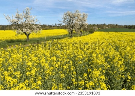 Field of rapeseed canola or colza, in latin Brassica Napus, alley of flowering cherry trees and dirt road, springtime view