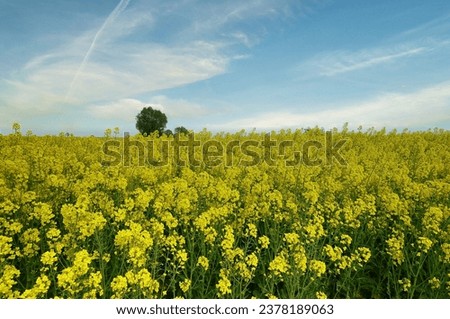 Field of rapeseed, canola or colza, springtime yellow flowering field on blu sky in Piedmont, Italy