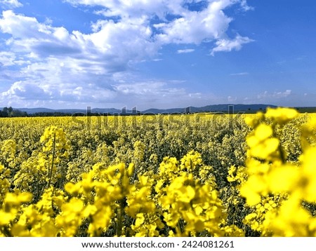 field with rapeseed, summer sky with white clouds, beautiful yellow flower, agriculture, countryside, farm