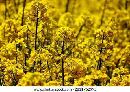 field of rapeseed with yellow blossoms