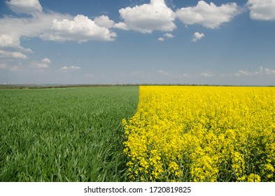 The field of rapessed and wheat divided on halvs with blue sky on the background