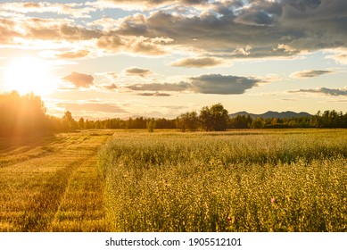 field in the rays of the sunset, soon autumn
