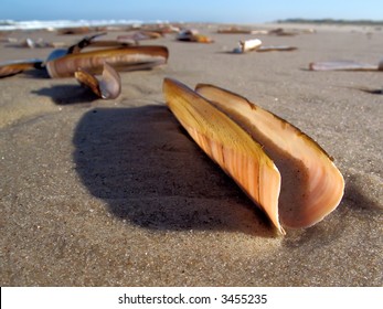 2,233 Razor clam shell Images, Stock Photos & Vectors | Shutterstock