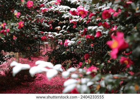 A field of red camellia flowers, white snow piled up gently on top of it.