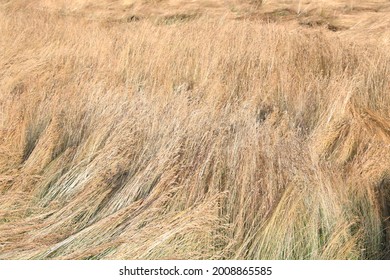 Field Of Red Fescue In Sunny July