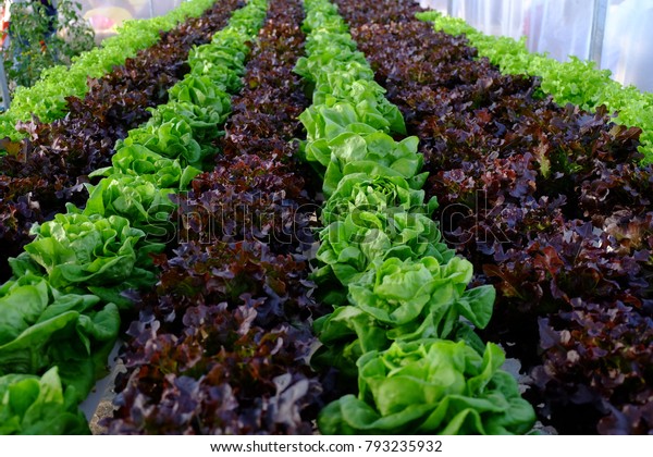 Field Red Green Frisee Lettuce Growing Stock Photo Edit Now