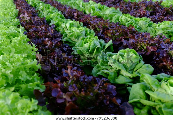 Field Red Green Frisee Lettuce Growing Stock Photo Edit Now