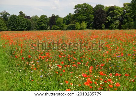 A field of red poppels with trees and cloudy sky in the background