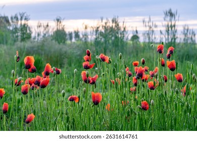 Field of red poppies against lush greenery and a cloudy evening sky. The soft twilight highlights the contrast between the vivid red petals and the rich green meadow. A perfect image for nature, seaso