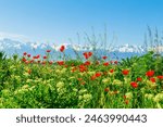 Field of red poppies and blue flowers of steppe flax on a clear sunny day. In the background are snow-capped mountains. Magnificent spring landscape.