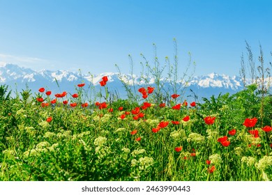 Field of red poppies and blue flowers of steppe flax on a clear sunny day. In the background are snow-capped mountains. Magnificent spring landscape. - Powered by Shutterstock