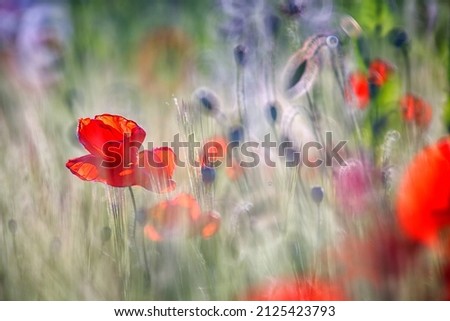 Similar – Mohn, Bienenweide und eine Hummel