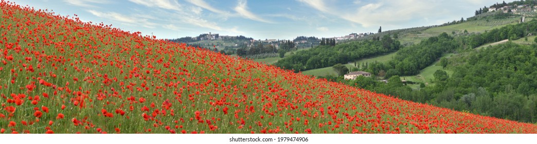 Field of red poppies near Panzano in Chianti region. Tuscany, Italy.