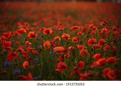 Field Of Red Poppies At Sunset