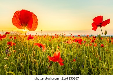 field of red poppies at sunset. Clear sky in summer. The setting sun tinted orange. Photographed in Prague. The poppies are in full bloom.