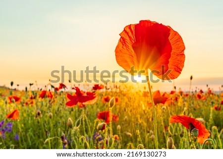 field of red poppies at sunset. Clear sky in summer. The setting sun tinted orange. Photographed in Prague. The poppies are in full bloom.