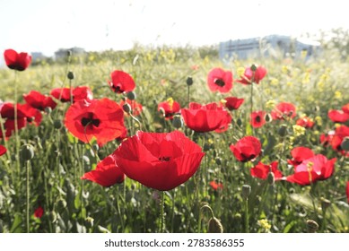 A field of red poppies. A vibrant spring field in Turkey's Aegean region, filled with red poppies amidst tall green grass. Delicate leaves and lush vegetation create a striking contrast, evoking the abundance, renewal, and serene beauty of Anatolian landscapes. Poppy field textured background. The healing effect of red wildflowers.