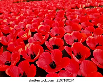 Field of red poppy flowers to honour fallen veterans soldiers in battle of Anzac day