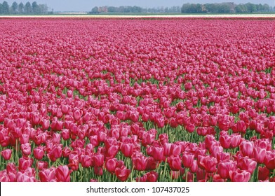 Field Of Red Roses