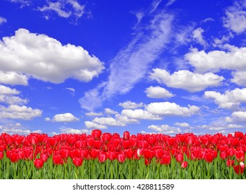 Field of red tulips