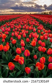 Field Of Red Tulips In Provence In Spring. Sunset. Cloudy Sky. Vertical Photo.