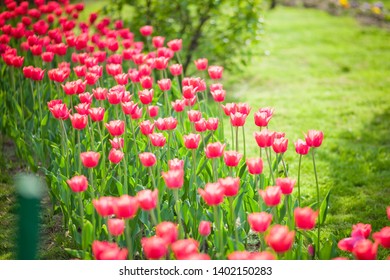 field of red tulips in spring - Shutterstock ID 1402150283