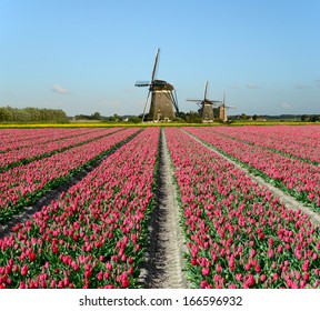 Field Of Red Tulips And Windmills In Holland.