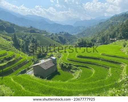 Field rice - north Vietnam - Green place